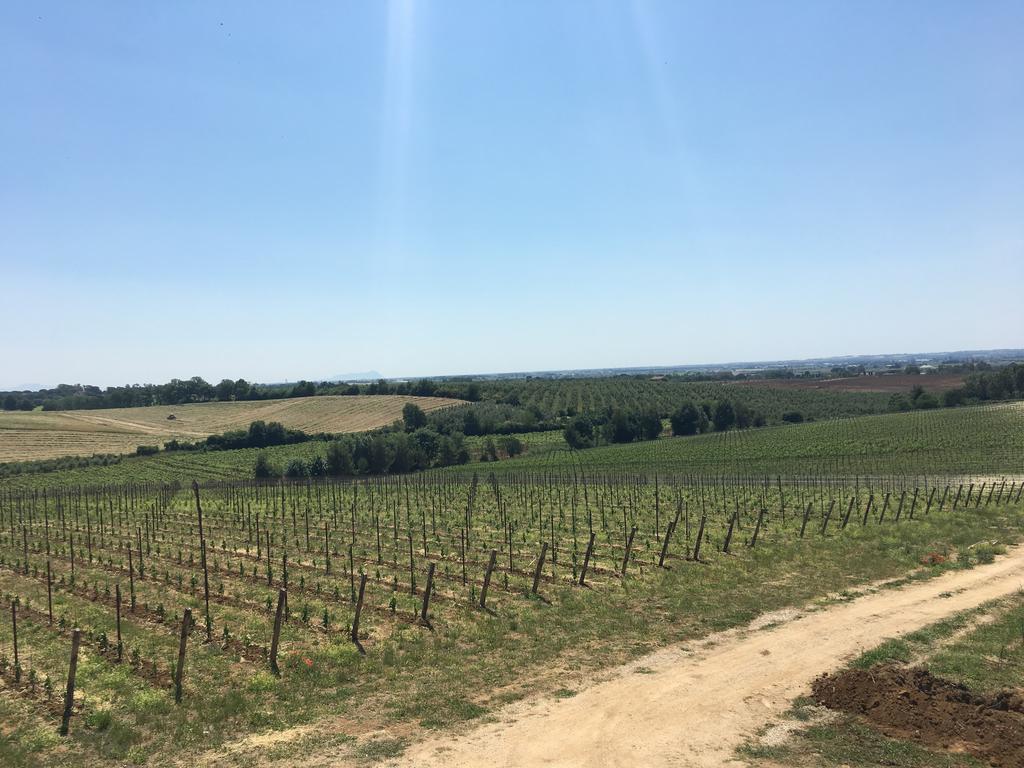 Il Casale Degli Ulivi - Agriturismo - Tenimenti Leone Lanuvio Kültér fotó