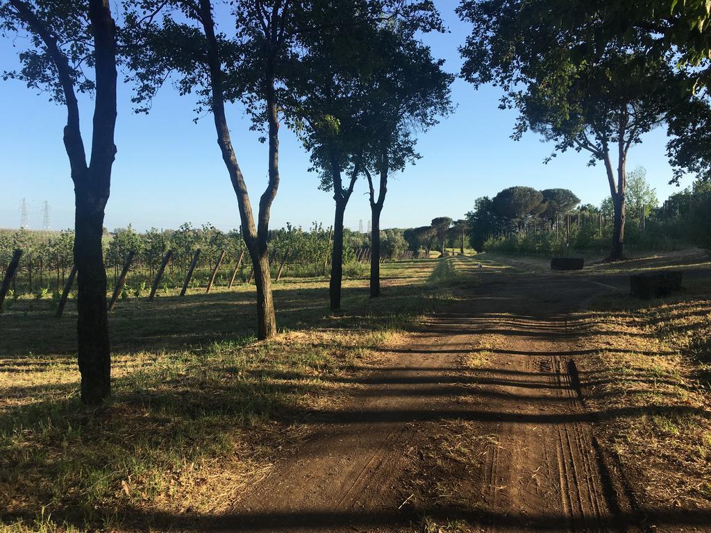 Il Casale Degli Ulivi - Agriturismo - Tenimenti Leone Lanuvio Kültér fotó